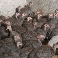 فروش مرغ شاخدار
