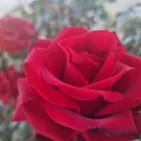 فروش زمین کوزه گران