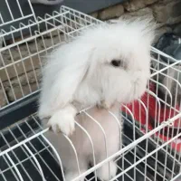 خرگوش لوپی یا منیاتوری با قفس