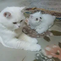 بچه گربه پرشین اشرافی|گربه|تنکابن, |دیوار