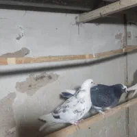 کفتر تهرانی شازده سیاه کله دم سرخ خارجی خال پیس|پرنده|فردیس, شهرک سپاه|دیوار