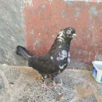 حراج کبوتر