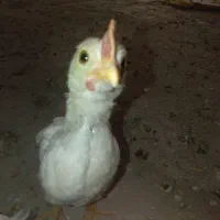 جوجه|حیوانات مزرعه|مشهد, شترک|دیوار