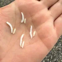 برنج اعیانی فریدون کنار