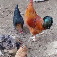 خروس سرحال وجوان