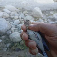 جوجه سهره سردسیر