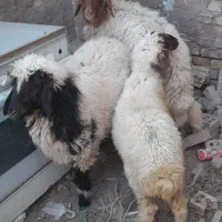 گوسفند