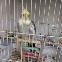 عروسی هلندی نر