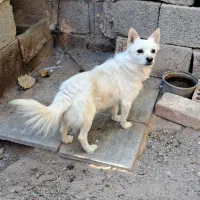 اشپیتز روباهی