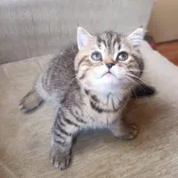 تربیت شده های خوشگل|گربه|زنجان, |دیوار