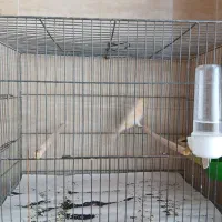 قناری|پرنده|قم, پردیسان|دیوار