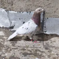 ماده کله هما