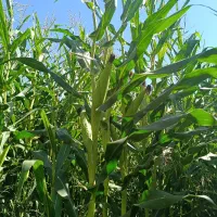 فروش ذرت علوفه ای