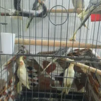 عروس هلندی سخنگو