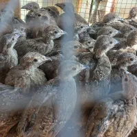 مرغ اردک کبوتر خروس مرغ عشق پلاکی پرنده زینتی|پرنده|اندیکا, |دیوار