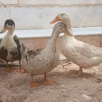 اردک