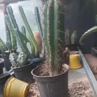 فروش کاکتوس ریز درشت درهم حراجی|گل و گیاه طبیعی|سلمانشهر, |دیوار