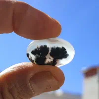 نگین شجر. رنگین کمان