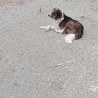 سگ گله|سگ|مانه, |دیوار