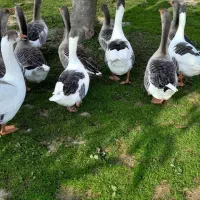 غاز محلی و نمایی|حیوانات مزرعه|گوراب زرمیخ, |دیوار