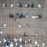 کفتر گنجه برو|پرنده|آبگرم, |دیوار