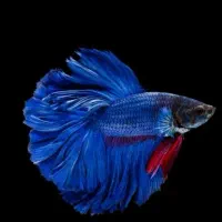 ماهی اکواریوم تجهیزات|ماهی|سردشت, |دیوار