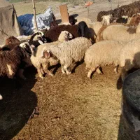 فروش بره عربی و بختیاری با قیمت مناسب|حیوانات مزرعه|شوش, |دیوار