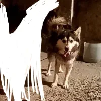 سگ هاسکی حرف گوش کن