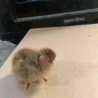 جوجه محلی ریشو کاکلی و گردن لخت