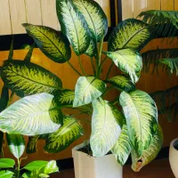 گل های طبیعی|گل و گیاه طبیعی|جوانرود, |دیوار