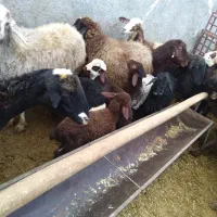 میش بره دار|حیوانات مزرعه|خنداب, |دیوار