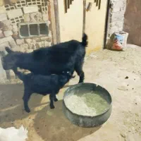 بز زاییده چاق و جوان