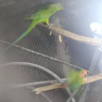 طوطی ملنگو بلندوکشیده