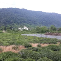 زمین سورخانی موقیعت استثنایی|فروش زمین و ملک کلنگی|چابکسر, |دیوار