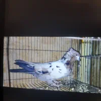 کفتر پرشی حسابی همگی بپر و سرحال|پرنده|قم, شاه سید علی|دیوار