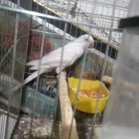 راهب نر تضمینی|پرنده|ارومیه, |دیوار