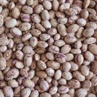 فروش لوبیا چیتی تمیز مناسب خوردن و بذر