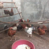 فروش خروس گلپایگان۸ماهه