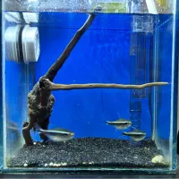 اکواریوم رومیزی