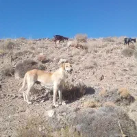 سگ بزرگ|سگ|تفت, |دیوار