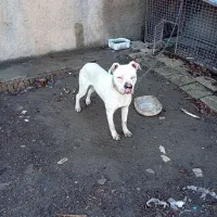 داگو آرژانتینی نر|سگ|بروجرد, |دیوار