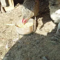 مرغ تخمگذار|حیوانات مزرعه|کهریزک, |دیوار