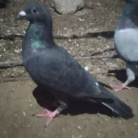 4عدد حیون فروشی|پرنده|تیمور آباد, |دیوار