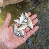 بچه ماهی کپور|ماهی|شوشتر, |دیوار