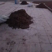 پوست پسته خراک دام|حیوانات مزرعه|بردسکن, |دیوار