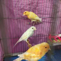 فروش قناری ۴عدد یکجا|پرنده|شیراز, تندگویان|دیوار