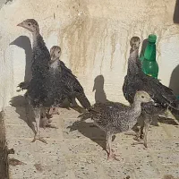 جوجه بوقلمون یک ماهه برنز
