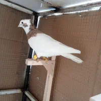 کبوتر،طوق زرد،خال سیاه|پرنده|شیراز, سعدیه شمالی|دیوار