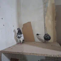 فروش تعدادی کبوتر پرشی تهرونی