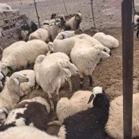 گوسفندفروشی